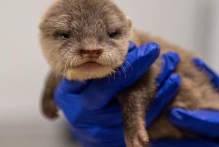 Wydrzątka z łódzkiego ZOO