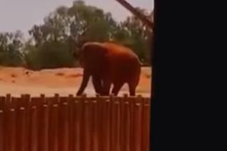 Słonica ZMIAŻDZYŁA głowę dziewczynce! Horror w zoo [DRASTYCZNE WIDEO]