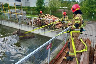 Biedne zwierzę zostało uwięzione w wodzie po kolana