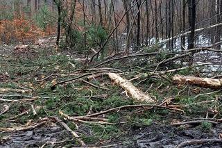 Trwa wycinka drzew w Kraśniku. Mieszkańcy się oburzają, a leśnicy tłumaczą to wymianą pokoleń