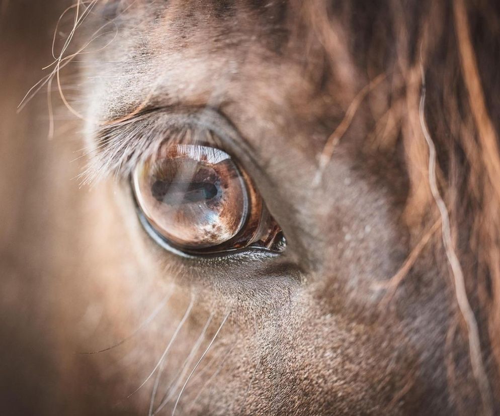 Human vs Horse. Na Kaszubach dojdzie do pojedynku człowieka z koniem!