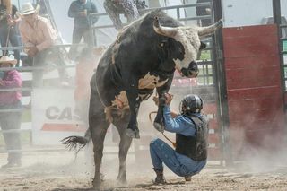 Amerykańskie rodeo w Gliwicach. Miłośnicy zwierząt zarzucają organizatorom torturowanie byków