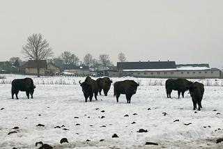 Skieblewo. Stado żubrów z Puszczy Augustowskiej wyjada karmę przeznaczoną dla krów