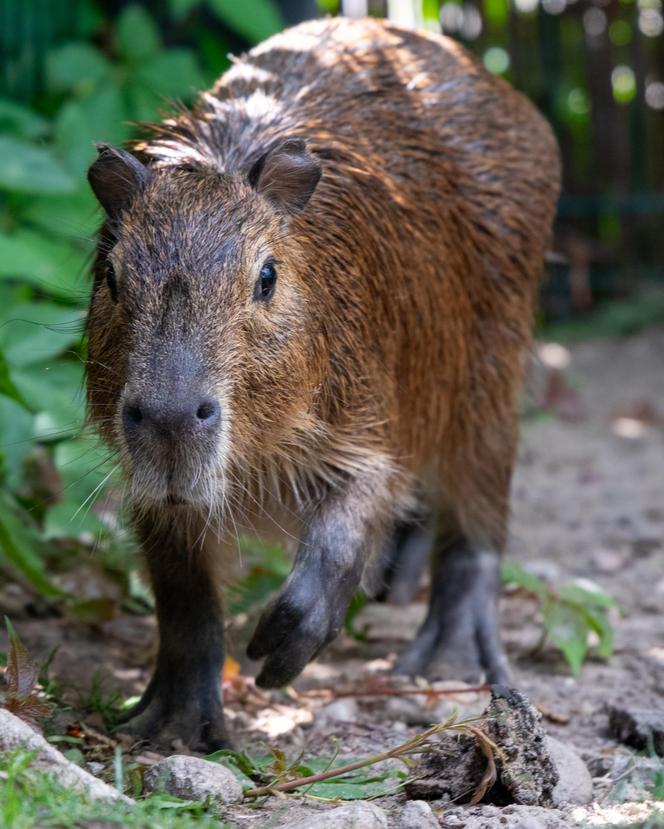 Kapibary przejmują łódzkie ZOO! Do dwóch samic dołączył samiec