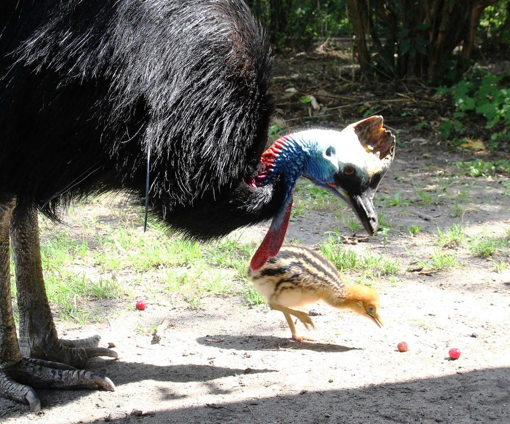  To jeden z najgroźniejszych ptaków na świecie. Pisklę wykluło się w warszawskim zoo