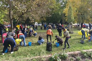 Mali i duzi gorzowianie sadzili żonkile dla hospicjum