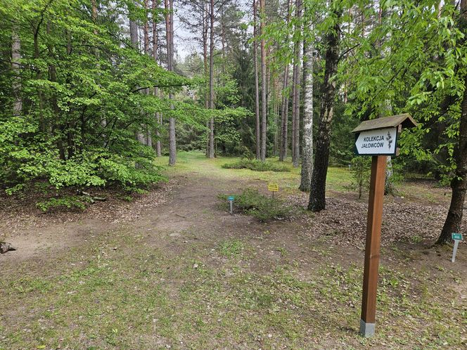 Kopna Góra