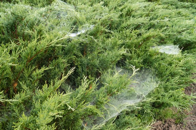 Pajęczyny na iglakach