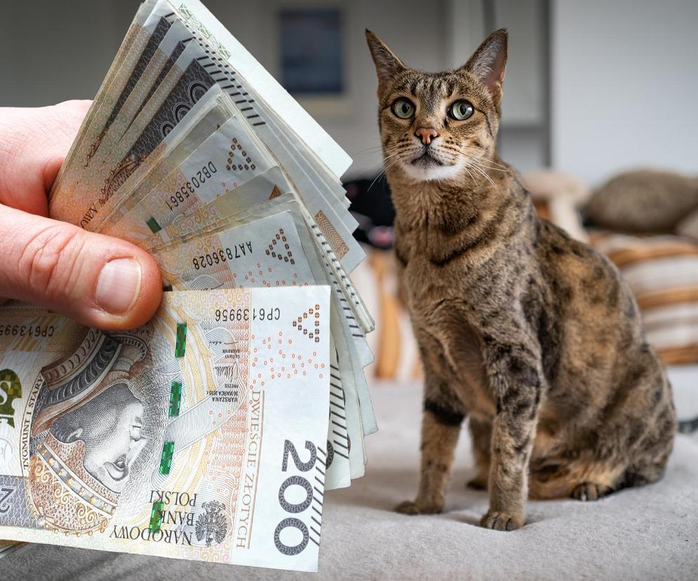 Zapłaciliście już podatek od kota? Dotyczy tylko tych osób. Kto jest zwolniony z opłaty?