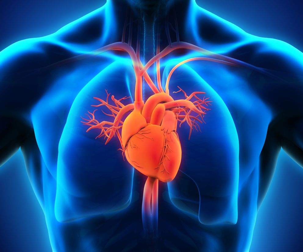 Jak działa SERCE i jak jest zbudowane?