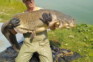 Na stawach w Starym Sączu złowił ogromnego suma