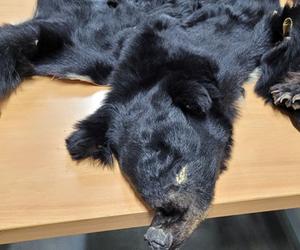 Czaszki i skóry niedźwiedzi oraz narkotyki zatrzymane przez mazowiecki KAS