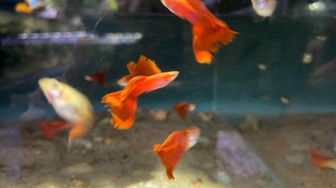 Rozmawiamy z Tomaszem Wiśniewskim, założycielem Aqua Dreams Bydgoszcz