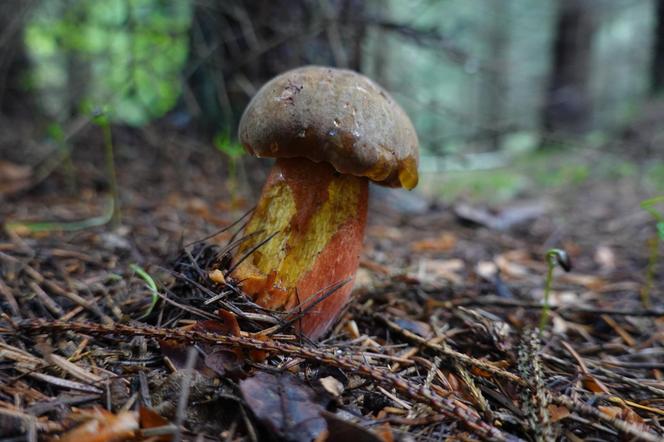 Grzybowe eldorado po deszczu na Dolnym Śląsku.  Są kolorowe borowiki i mnóstwo kurek 