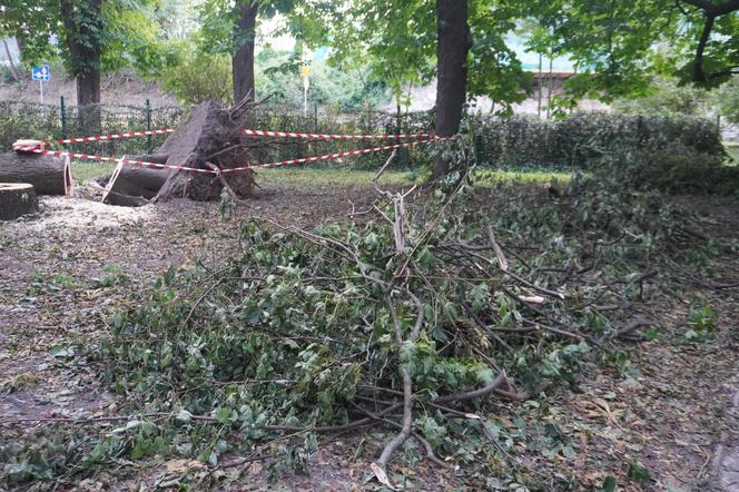 Połamane drzewa w Parku Miejskim w Kielcach po nawałnicy