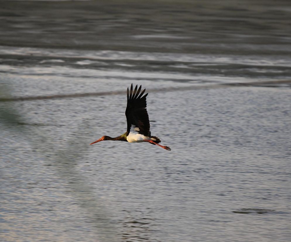Bocian czarny z Łódzkiego pokonał 6500 kilometrów do Nigerii!