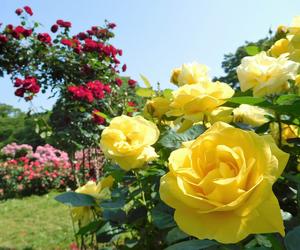 Rosarium - ogród pełen róż