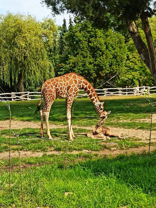 Uroczy maluszek w Śląskim Ogrodzie Zoologicznym. Na świat przyszła mała żyrafa