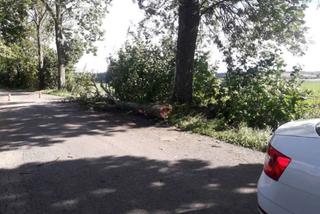 Drzewo spadło na samochód. 59-letni kierowca nie żyje