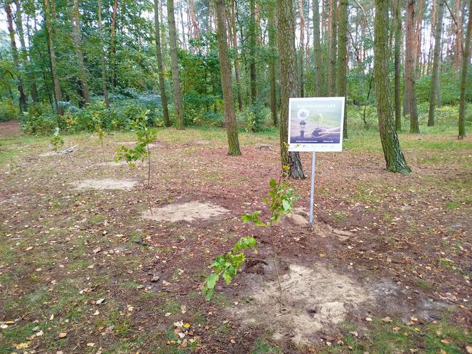 Dębowy Elektryczny Las został zasadzony nad Siedleckim zalewem w ramach programu Polska Stolica Recyklingu
