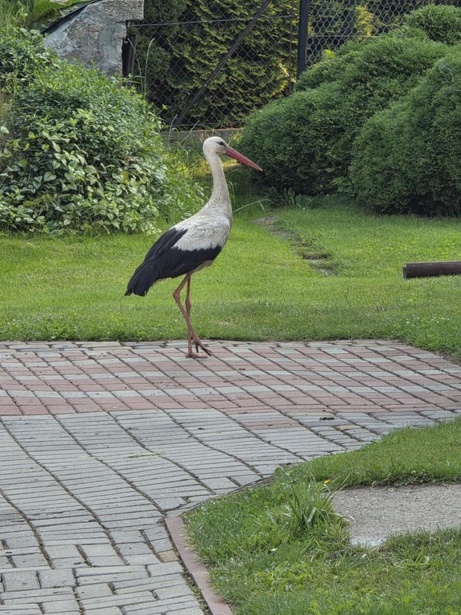 Kajtek bocian podwórkowy