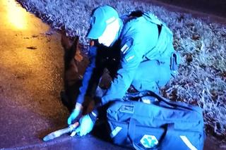 Policjanci ze Stargardu uratowali sarenkę