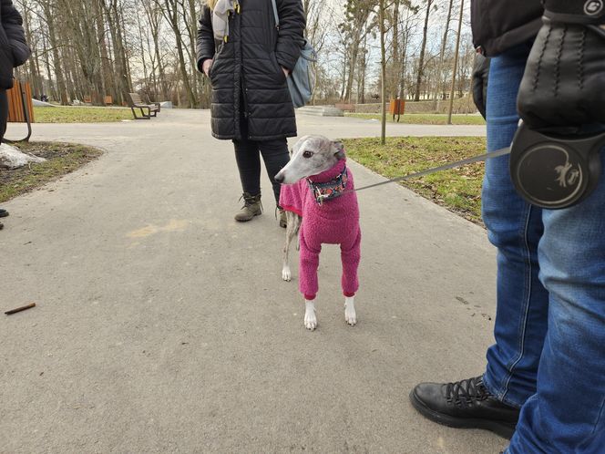 Chartoterapia dla WOŚP. Spacer charytatywny z pieskami po Parku Ludowym w Lublinie