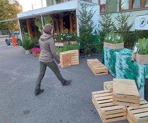 Leśnicy z Olsztyna rozdają za darmo sadzonki. To już piąta edycja akcji