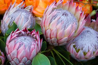 Protea królewska – egzotyczny kwiat. Czy proteę można uprawiać w domu?