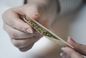 Zawał, udar, a teraz cukrzyca! Marihuana niesie ukryte zagrożenia, o których musisz wiedzieć