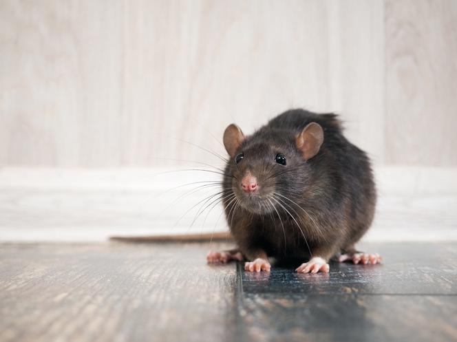 Sennik – szczur. Co oznaczają sny o szczurze?
