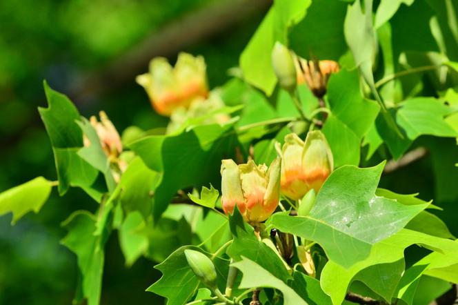 Tulipanowiec amerykański - Liriodendron tulipifera