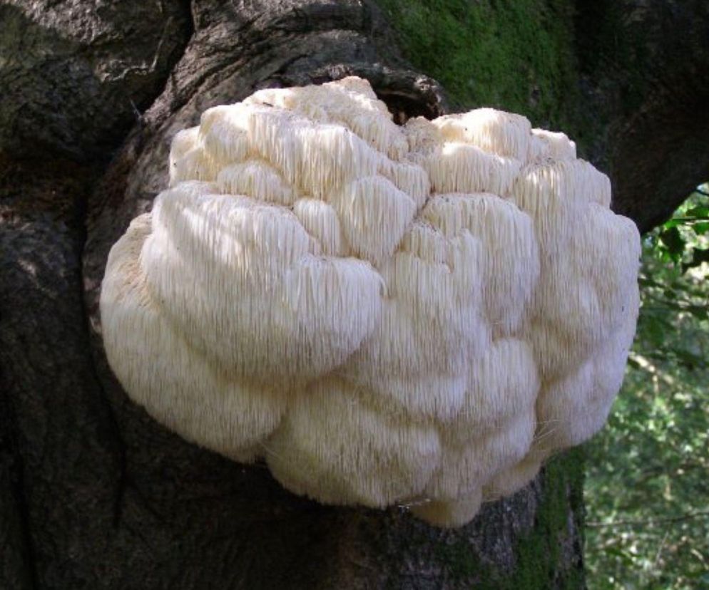 Lwia grzywa - skarb tradycyjnej medycyny azjatyckiej