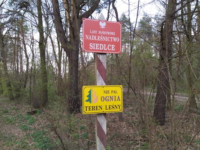 Coraz bardziej sucho w lasach, rośnie zagrożenie pożarowe. Strażacy i leśnicy apelują o ostrożność