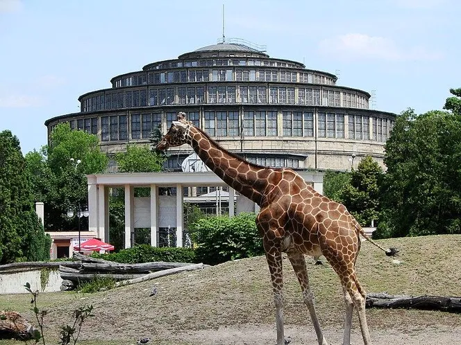 ZOO Wrocław zachwyca! Wszystko, co musicie wiedzieć przed wizytą