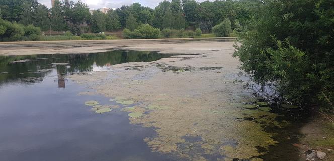 Jezioro Długie w Olsztynie zostanie oczyszczone z nadmiaru moczarki