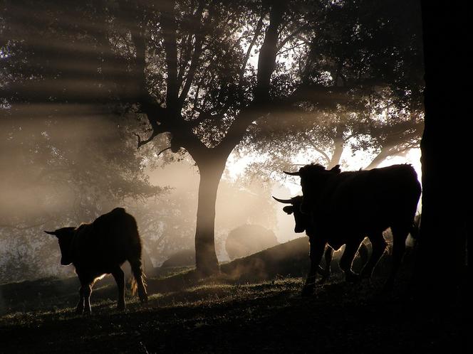 Powiat łosicki: poszukiwania byków nadal trwają. Policja ostrzega