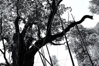 Magiczne miejsca w Świętokrzyskiem. Dąb Bartek w Zagnańsku