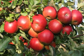 Jabłoń  domowa ‘Idared’ - Malus domestica ‘Idared’