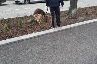 Złoty szlak tonie w psich odchodach