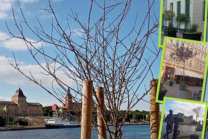 W Szczecinie sadzą drzewa, które mogą przeżyć tylko kilkanaście lat. Czy to dobry sposób na zieleń w mieście?