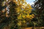 Jesień w ogrodzie botanicznym we Wrocławiu