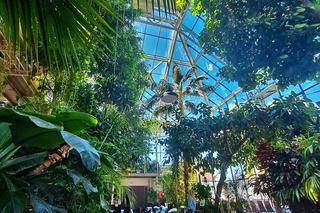 Największy daktylowiec kanaryjski w Polsce