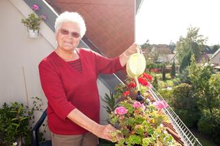 Wrzucam do blendera i przecedzam przez sito. Doskonała odżywka do pelargonii. Nawóz, po którym pelargonie obsypią się kwiatami