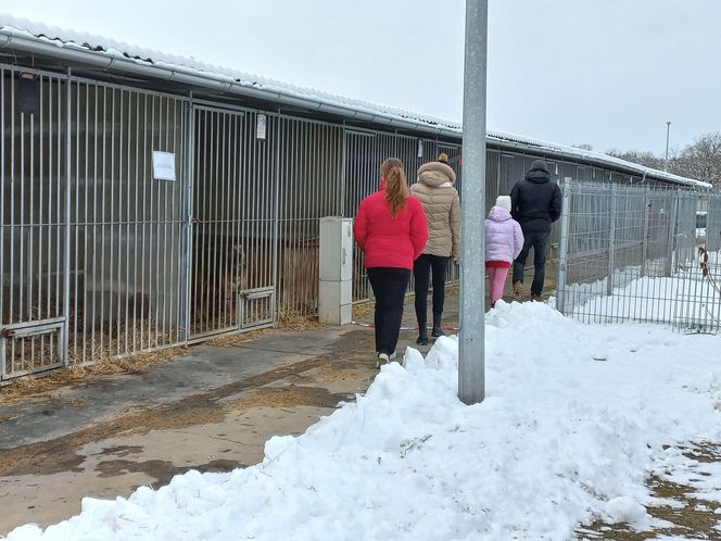 Schronisko dla bezdomnych zwierząt w Henrykowie prosi o słomę [ZDJĘCIA]