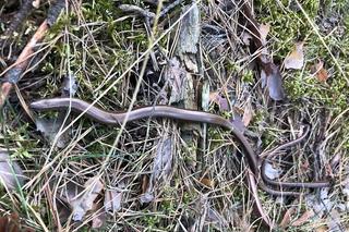 Padalce napędziły strachu hydraulikowi