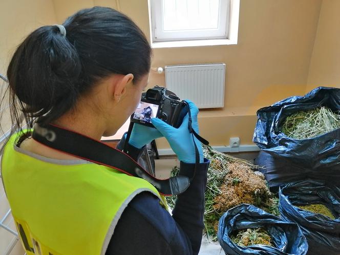 Plantacja trawki pod Otwockiem