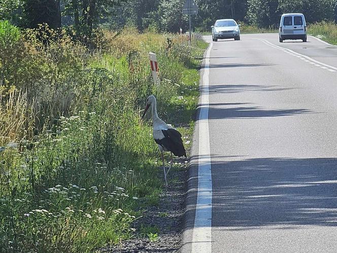 Bociany nietypowe zagrożenie na drodze.