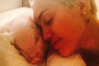 Miley Cyrus NAGO i ze świnią w łóżku! Nie, nie chodzi o nowego faceta :) ZDJĘCIA