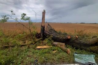 Drzewo runęło na auto z rodziną pod Świeciem! 47-latek nie miał szans tego przeżyć [ZDJĘCIA]